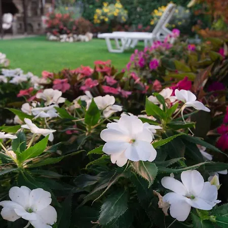 Begonia By The Sea